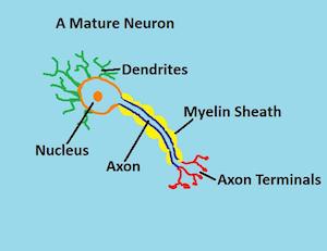 A mature neuron